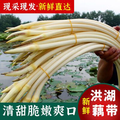 洪湖新鲜藕带时令当季蔬菜现挖小莲藕尖藕节藕肠藕芽藕占洪湖特产