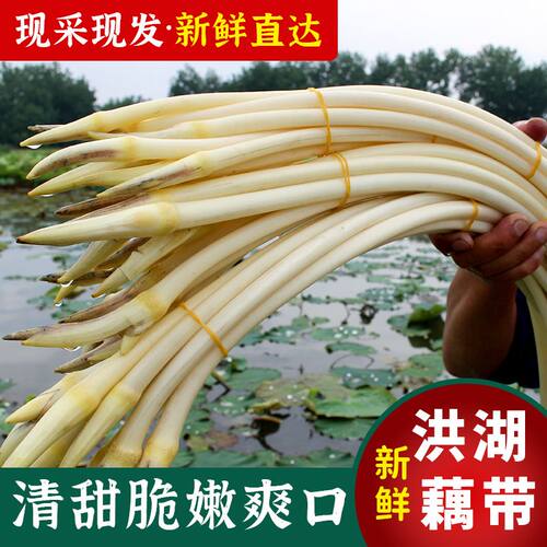 洪湖新鲜藕带时令当季蔬菜现挖小莲藕尖藕节藕肠藕芽藕占洪湖特产