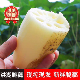 洪湖脆藕新鲜莲藕洪湖特产野生莲藕清炒应季鲜蔬菜现挖现发嫩莲藕