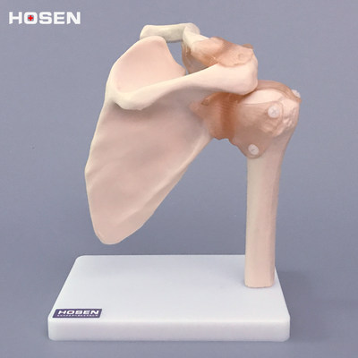肩关节模型骨骼韧带人体结构