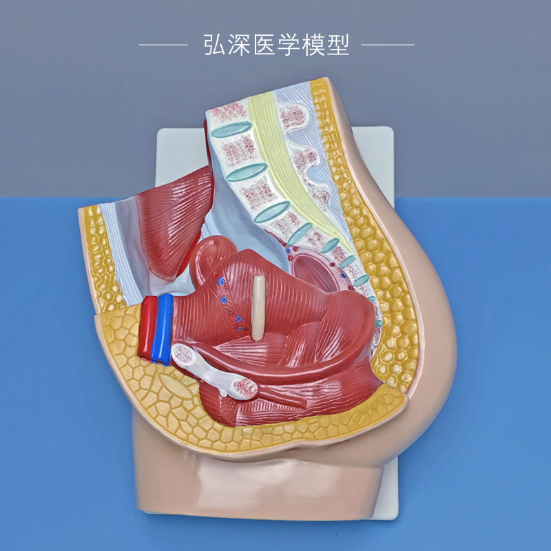 女性矢状解剖模型人体生殖系统腹部盆腔切面医学教学模具妇产教具