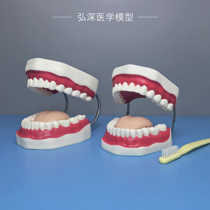 口腔护理模型放大牙齿清洁假牙幼儿园儿童科学刷牙教学道具玩具