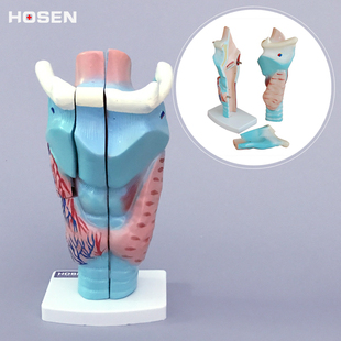 咽喉模型喉头解剖模型喉部呼吸道发音结构构造咽喉咙教学模型医学
