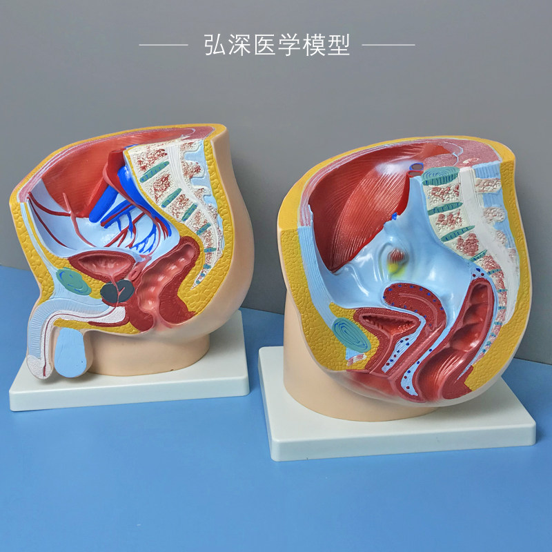 人体矢状解剖模型男性女性生殖系统腹部器官切面妇产医学科教模具