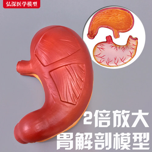 人体胃解剖模型2倍放大