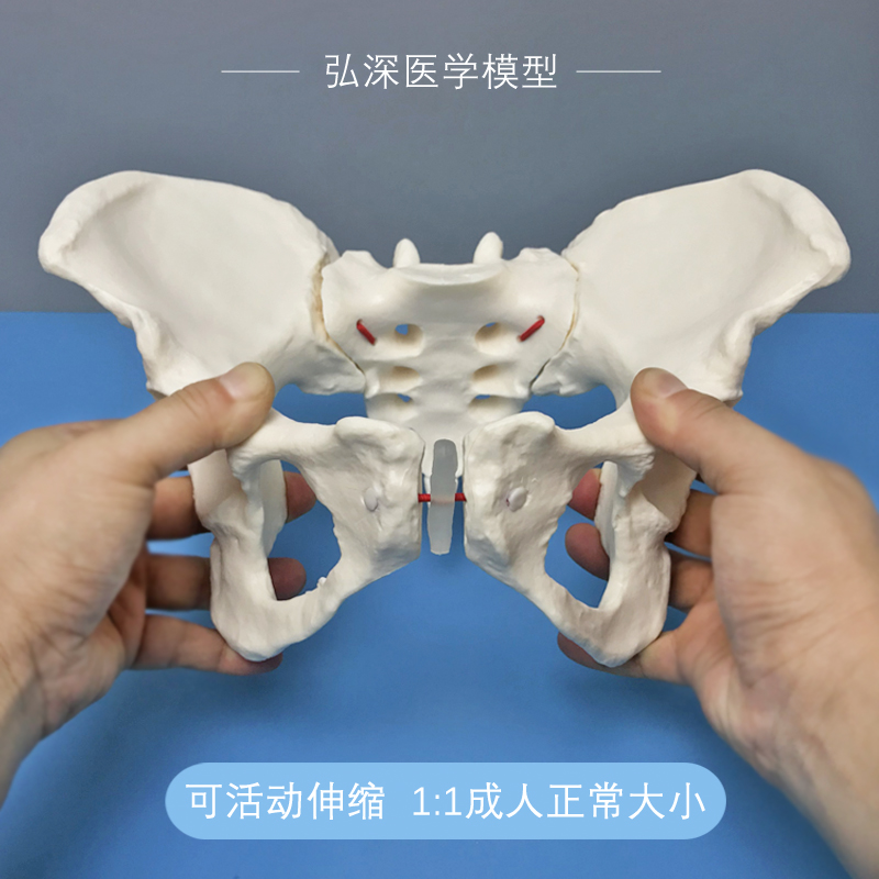 女性骨盆模型可活动1比1