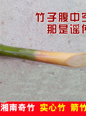 实心竹种苗树苗箭竹苗美味甜笋竹小苗大苗盆栽地栽湖南珍稀竹子苗