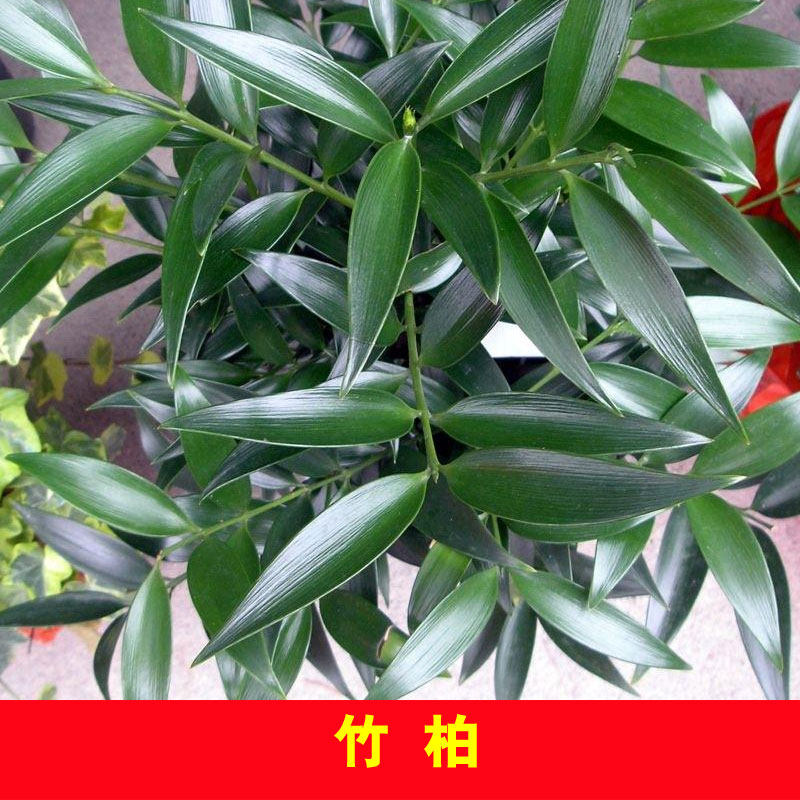 竹柏树苗罗汉柴树苗可盆栽地栽水培四季常青观叶植物工程绿化苗