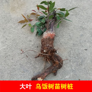 大叶乌饭树苗树桩南烛树苗黑米乌饭染料圆叶乌饭树大苗小苗老桩