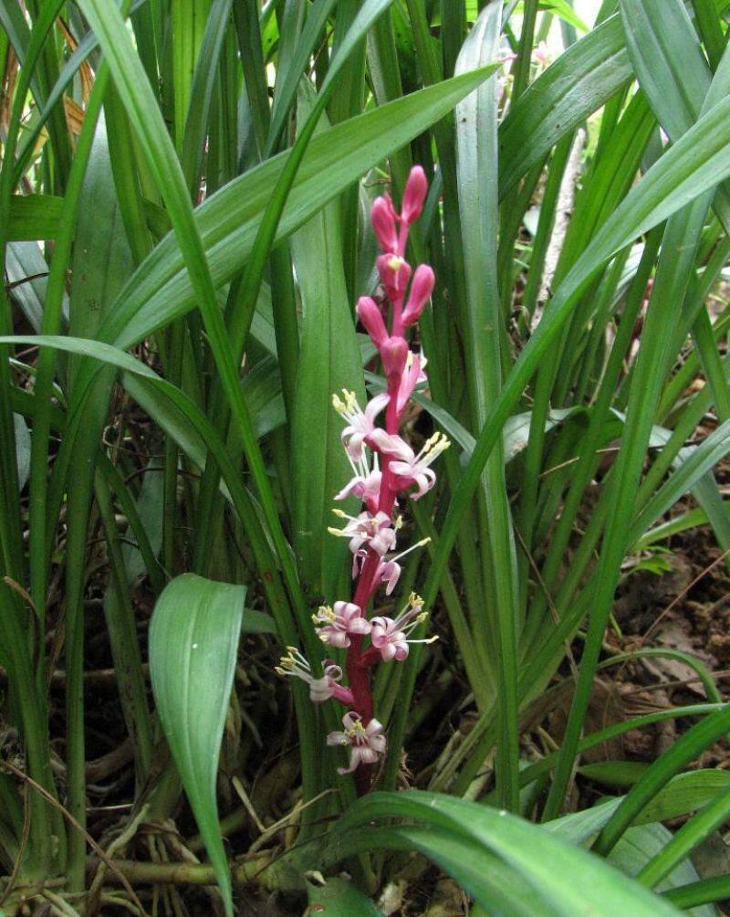 蔬鲜缘水草吉祥草观音草观叶观花水培植物四季常青象征吉祥如意