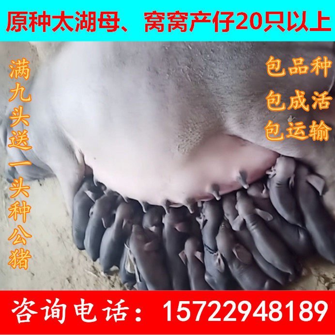 原種太湖母豬二元活苗大白長白母豬美系杜洛克公豬蘇太梅山仔豬在類目 畜牧/養殖物資, 畜牧/養殖服務, 配種服務中 - 來自Buy2taobao.com提供專業的淘寶代購服務