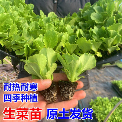 大速奶油生菜苗基地育苗原土发货