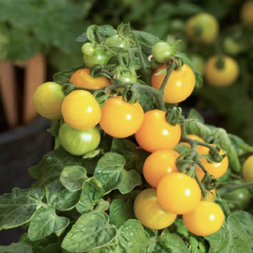 矮生番茄盆栽上新啦（不带果）