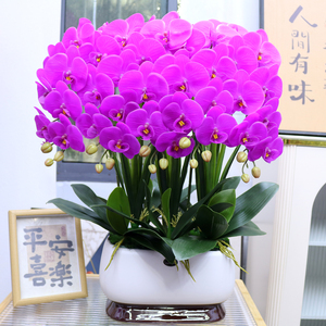 特大号仿真花保湿手感PU蝴蝶兰客厅电视柜装饰花玄关酒店前台假花
