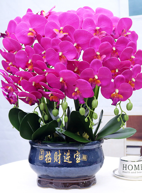 假花特大号仿真手感PU蝴蝶兰花客厅摆设电视柜玄关店铺开业装饰花