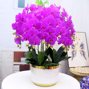 特大号仿真保湿手感蝴蝶兰花客厅装饰盆景电视柜玄关假花公司摆件