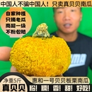 惠和一号贝贝南瓜贝贝板栗小南瓜正宗板栗味5斤婴儿辅食粉糯老瓜