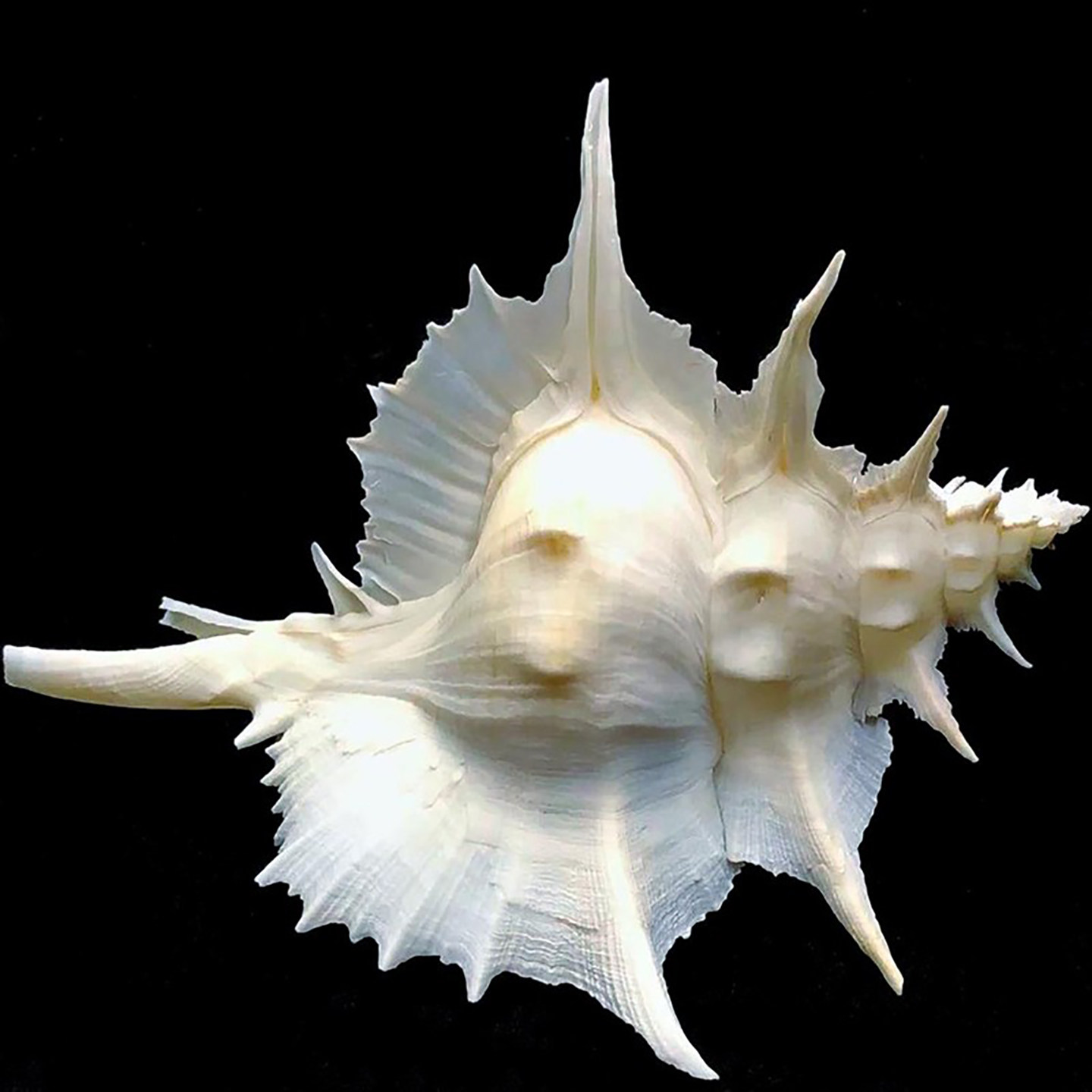 岩石芭蕉螺天然大海螺贝壳稀有收藏标本水族鱼缸造景装饰家居摆件