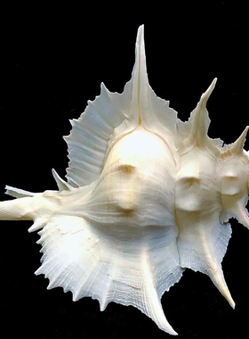 岩石芭蕉螺天然大海螺贝壳稀有收藏标本水族鱼缸造景装饰家居摆件