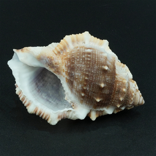 拟优雅蛙螺海参螺天然海螺贝壳鱼缸水族造景家居装饰摆件寄居蟹壳