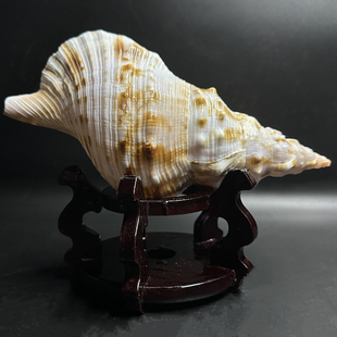 白法螺天然超特大海螺贝壳家居创意饰品摆件拍摄水族鱼缸装饰造景