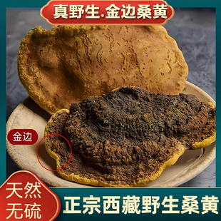 桑黄野生西藏特级干货正品500g桑树桑黄灵芝菌种中药材泡茶