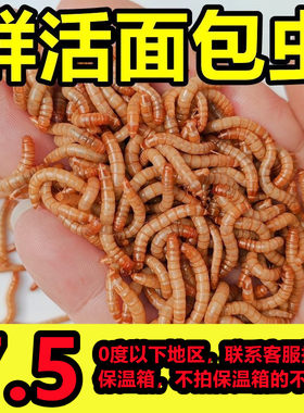 山东面包虫活体黄粉虫活小虫子