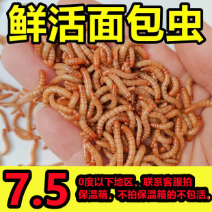 面包虫活体黄粉虫活体宠物饲料蝎子林石蛙蟾蜍鱼鸡鸟鲜活小开口虫