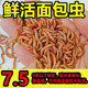 面包虫活体黄粉虫活体宠物饲料蝎子林石蛙蟾蜍鱼鸡鸟鲜活小开口虫