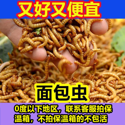 面包虫活体黄粉虫活体宠物蝎子蛙龙鱼蜥蜴龟林石蛙开口虫小活虫子