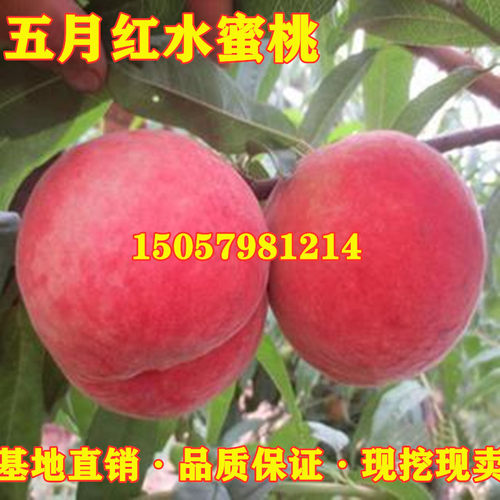 五月桃价格 五月桃图片 星期三