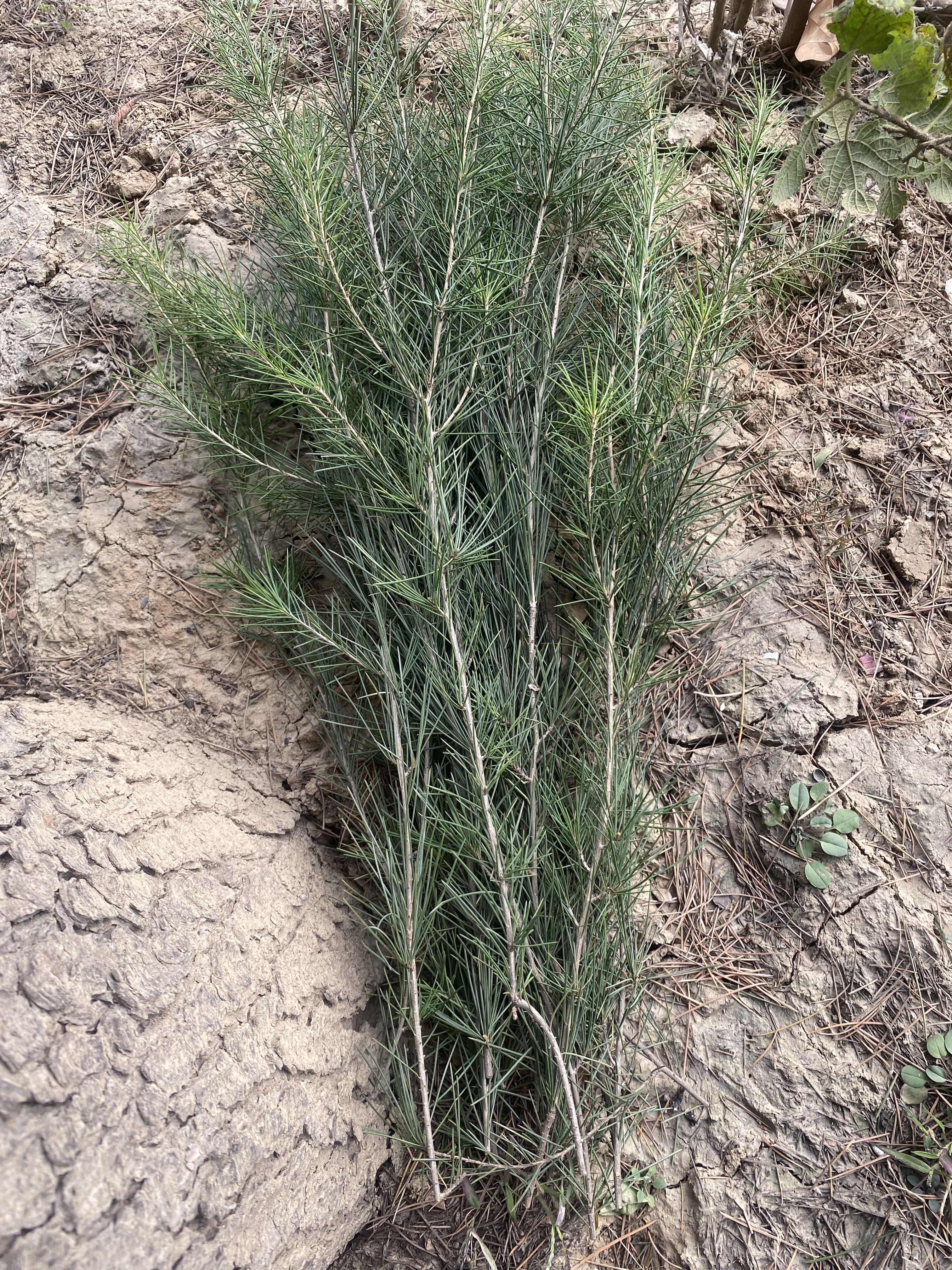天然雪松枝条插花瓶常绿圣诞装饰新鲜软树枝拍摄花材松针软藤条