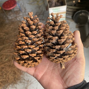 新货大松塔天然松球8-15cm高场景布置手工装饰扩香器松塔鳞片