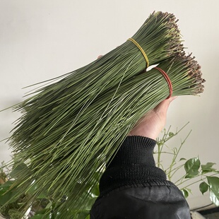 天然新鲜马尾松针泡茶嫩松针手工编织青松针包子蒸笼垫酵素长松针