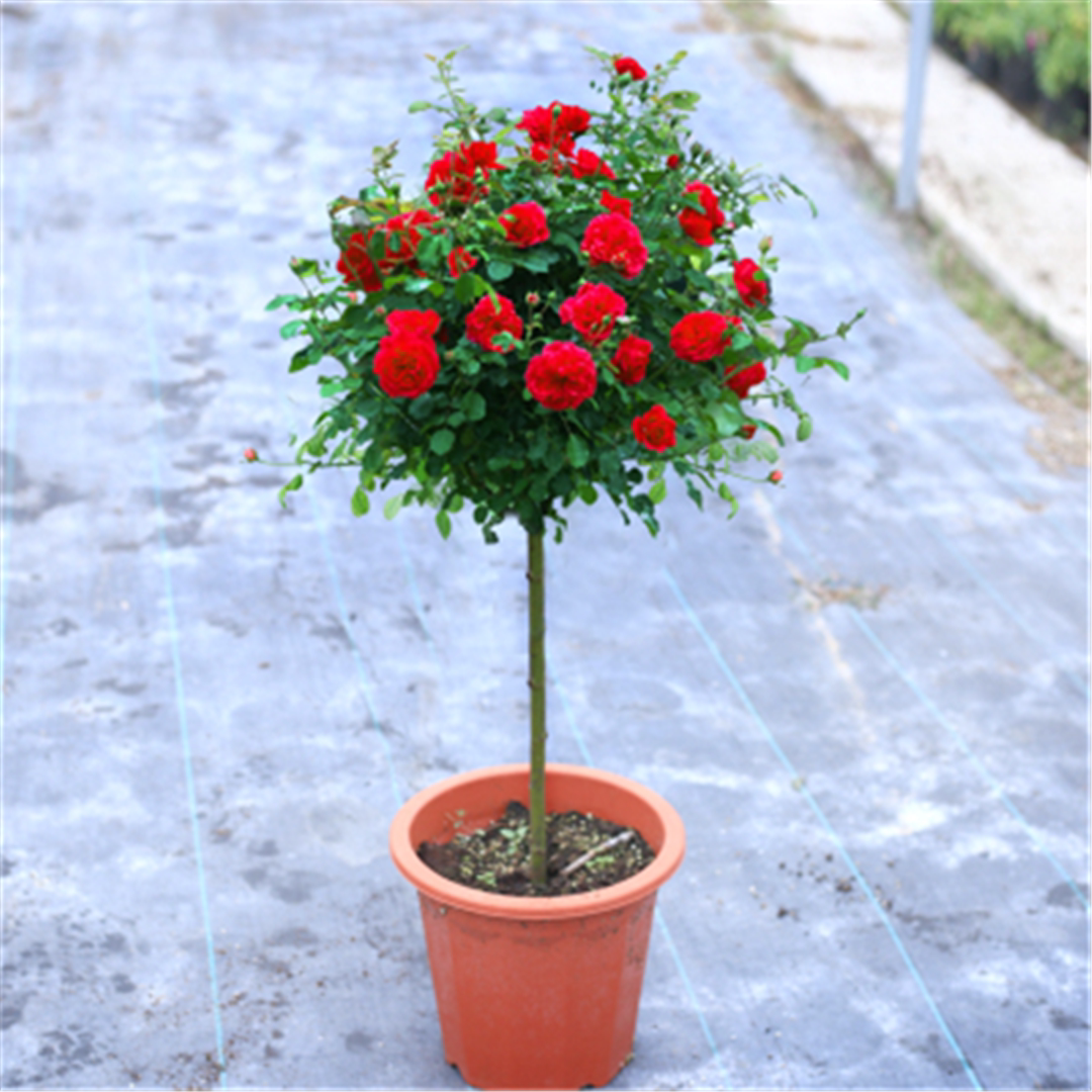 棒棒糖树状月季果汁阳台月季树形花苗四季开花庭院室内盆栽带花发