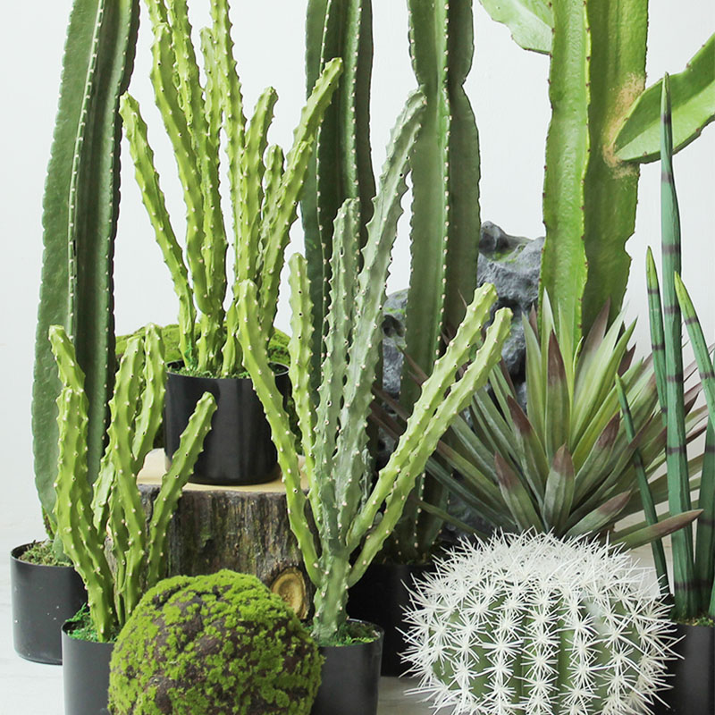 仿真仙人掌龙骨植物长青草盆栽