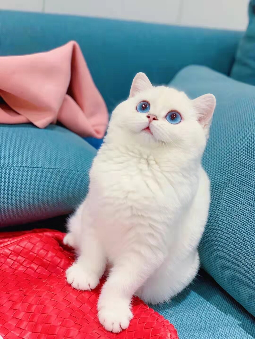 活物猫咪看好选好不退不换(银点猫),询价联系客服标价是定金价