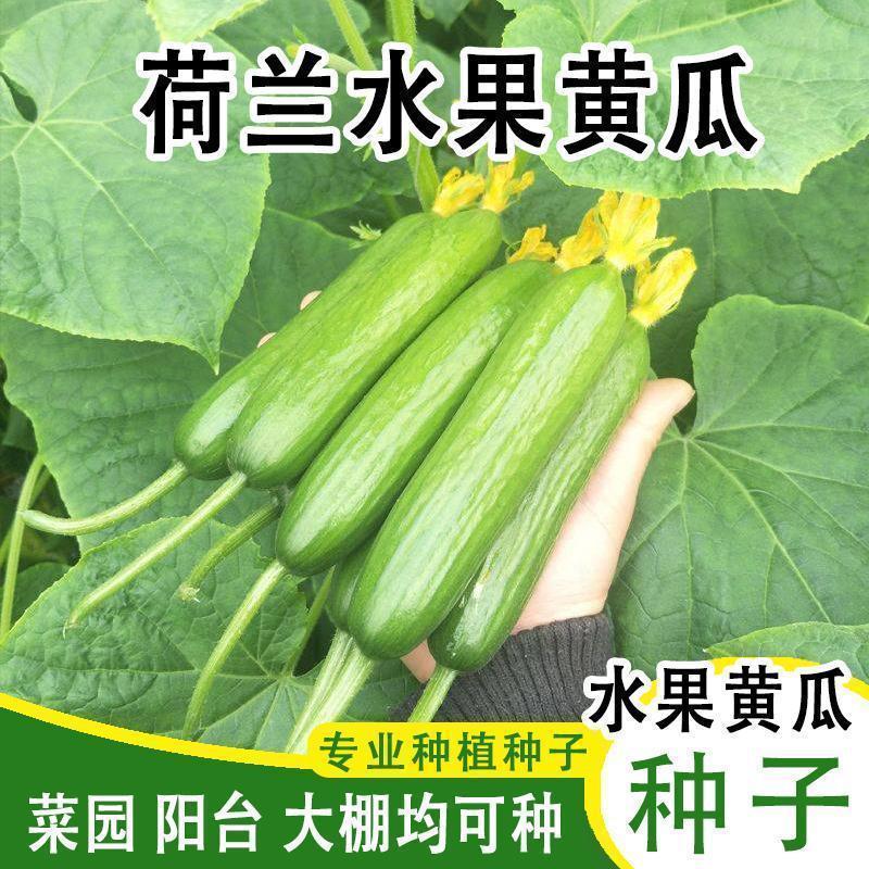 新品种无刺荷兰小黄瓜种籽四季高产庭院水果种子早春夏季阳台南方