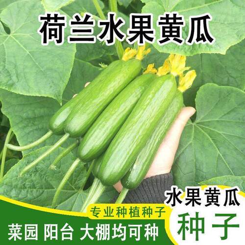 新品种无刺荷兰小黄瓜种籽四季高产庭院水果种子早春夏季阳台南方