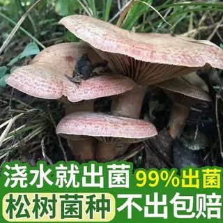 四季可种,喷水就活,反复出菌