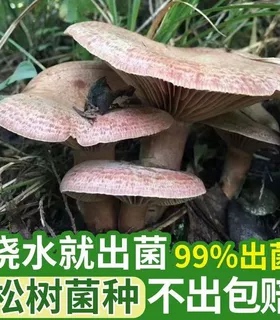 野生松树优质家种乌枞枞菌纵菌菌种培植枞树居家黄碟种植松菌种