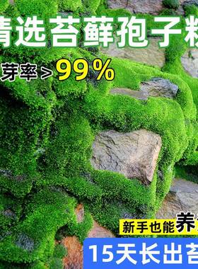 天然苔藓孢子粉易活四季
