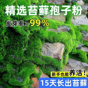 天然苔藓孢子粉易活四季
