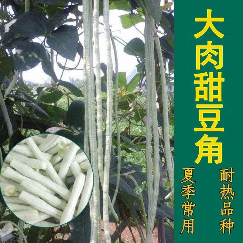 大肉甜豆角种子四季耐热高产