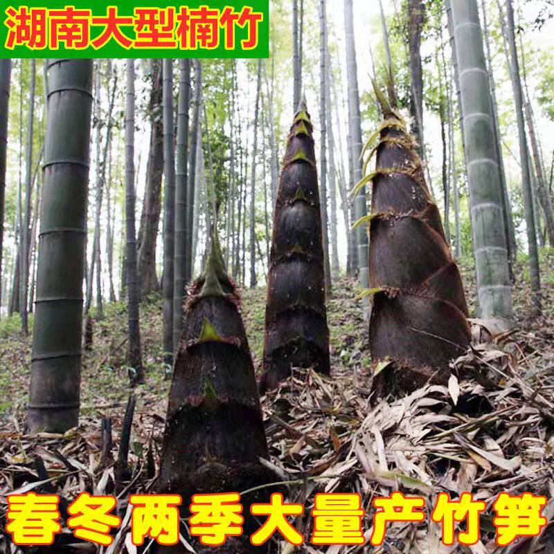大型楠竹种子竹根带芽