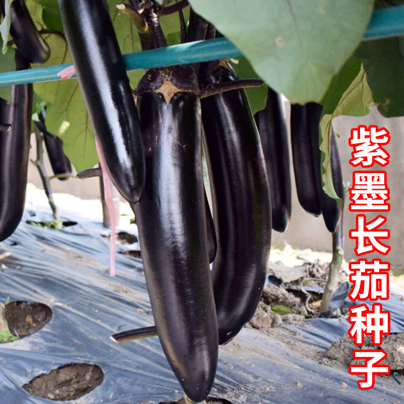 黑长茄子四季高产种子