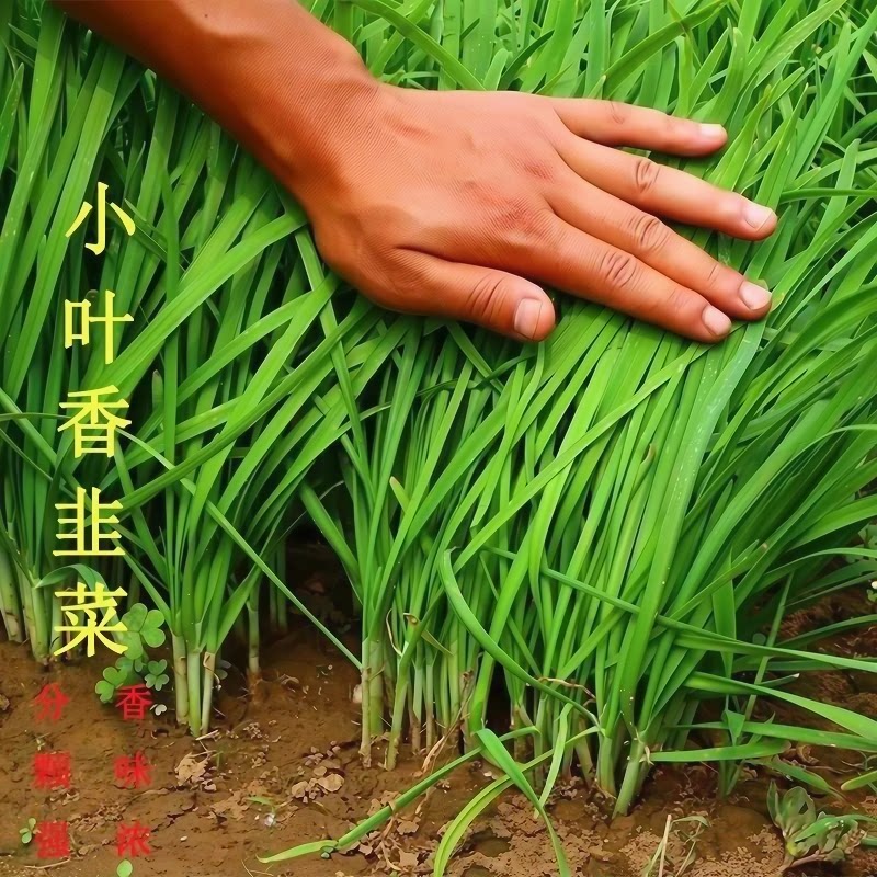 韭菜种子四季小细节高产