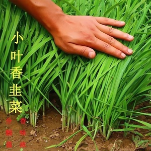 韭菜种子四季小细节高产