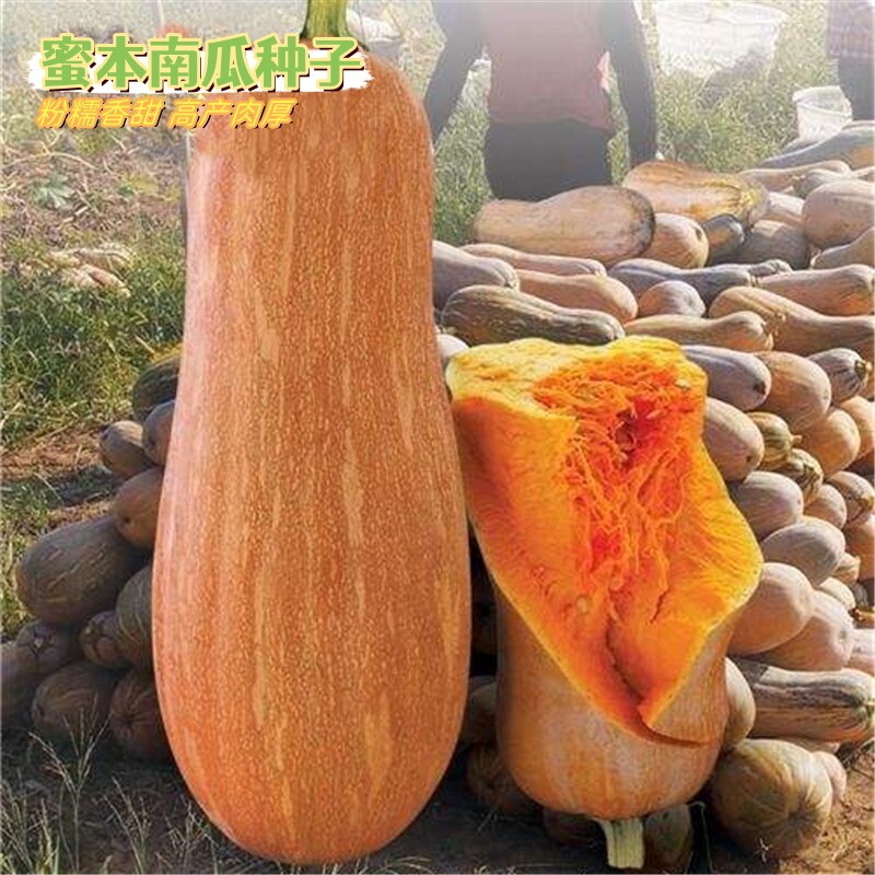 密本南瓜种子四季高产早熟