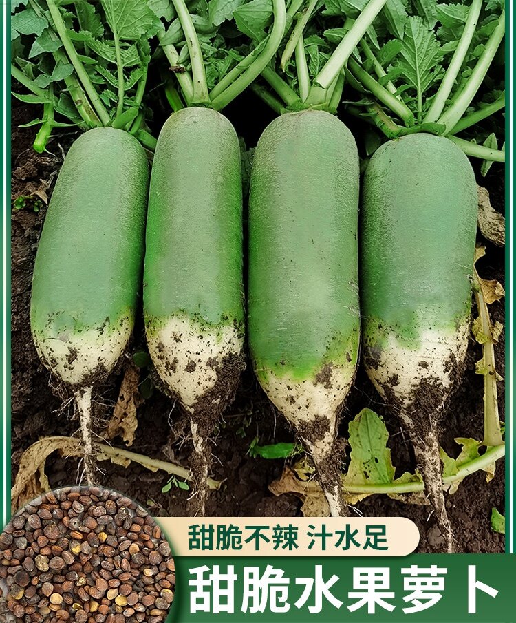 天津沙窝水果萝卜一摔八瓣脆甜爽